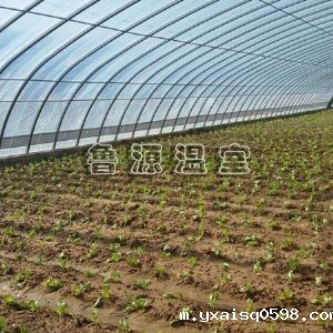 蔬菜大棚温室