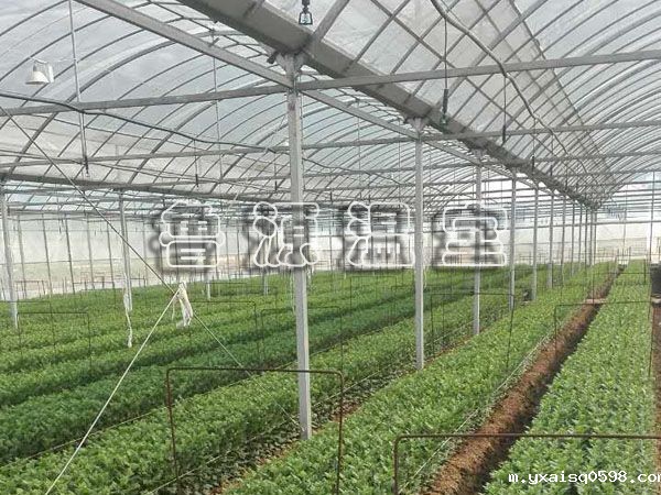 薄膜联动温室.jpg