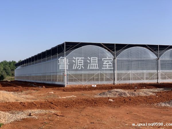 江西抚州茶花基地8000平