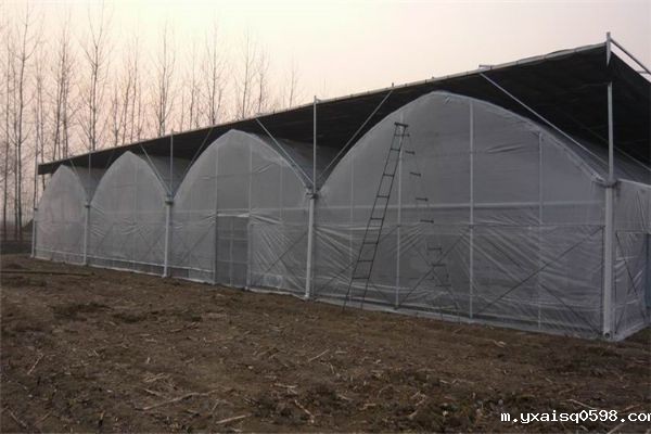 膜连栋温室大棚.jpg