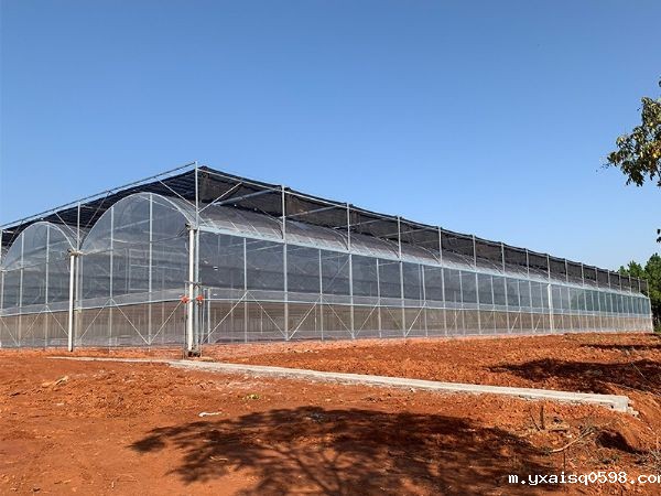 连栋薄膜温室